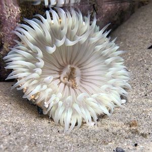 Meet your Posher, Annie